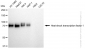 KD-Validated Anti-Heat shock transcription factor 1 Rabbit Monoclonal Antibody